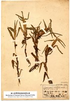 水禾藏品圖，第2張